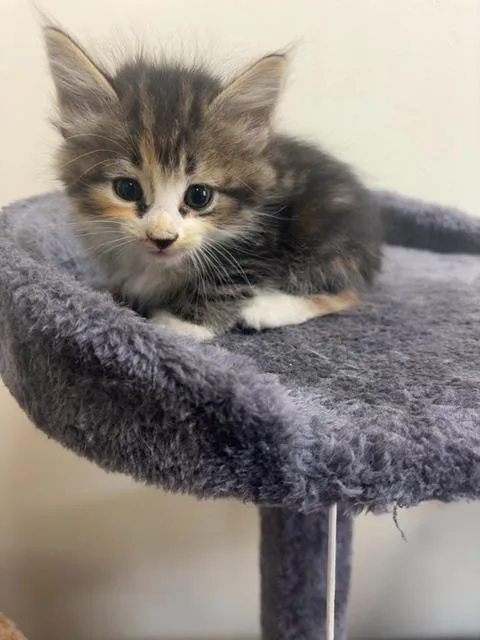 A baby medium-sized female Dilute Calico Domestic Short Hair cat named Dally for adoption in Monroe, GA
