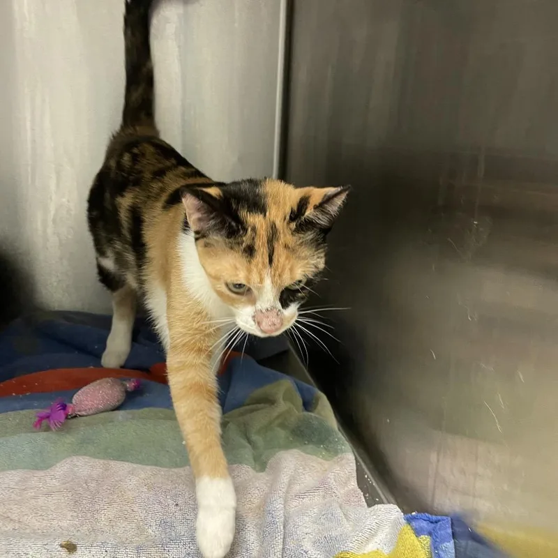 A young medium-sized female Calico Domestic Short Hair cat named Honey for adoption in Georgetown, KY