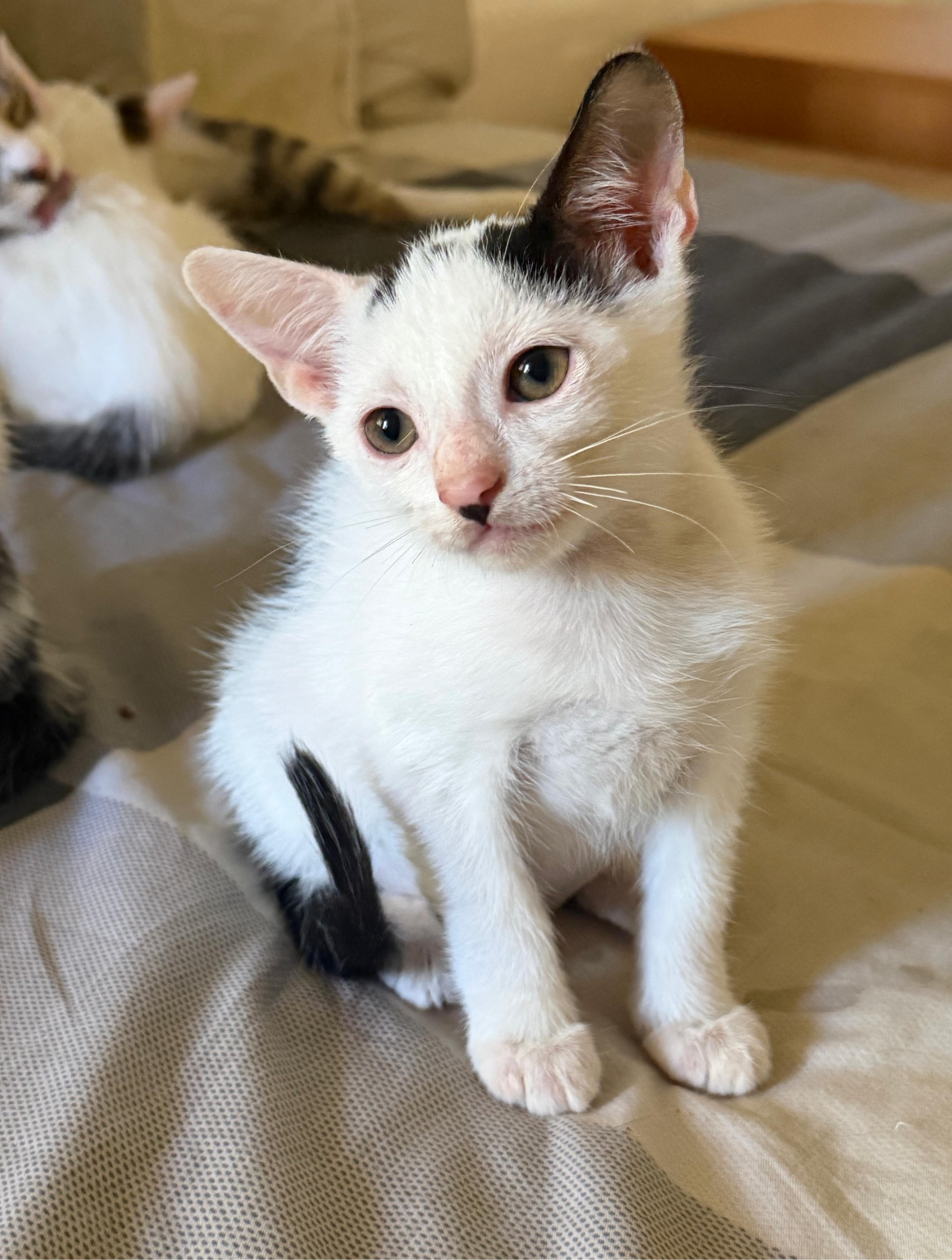 Mochi