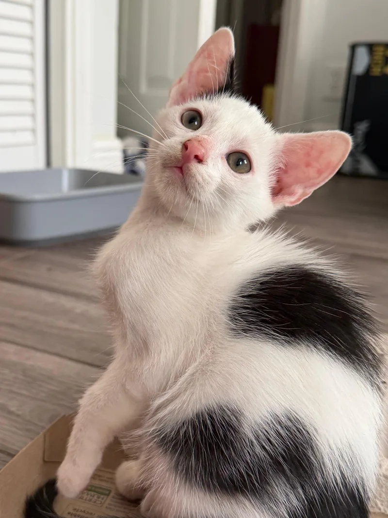 Mochi thumbnail 4