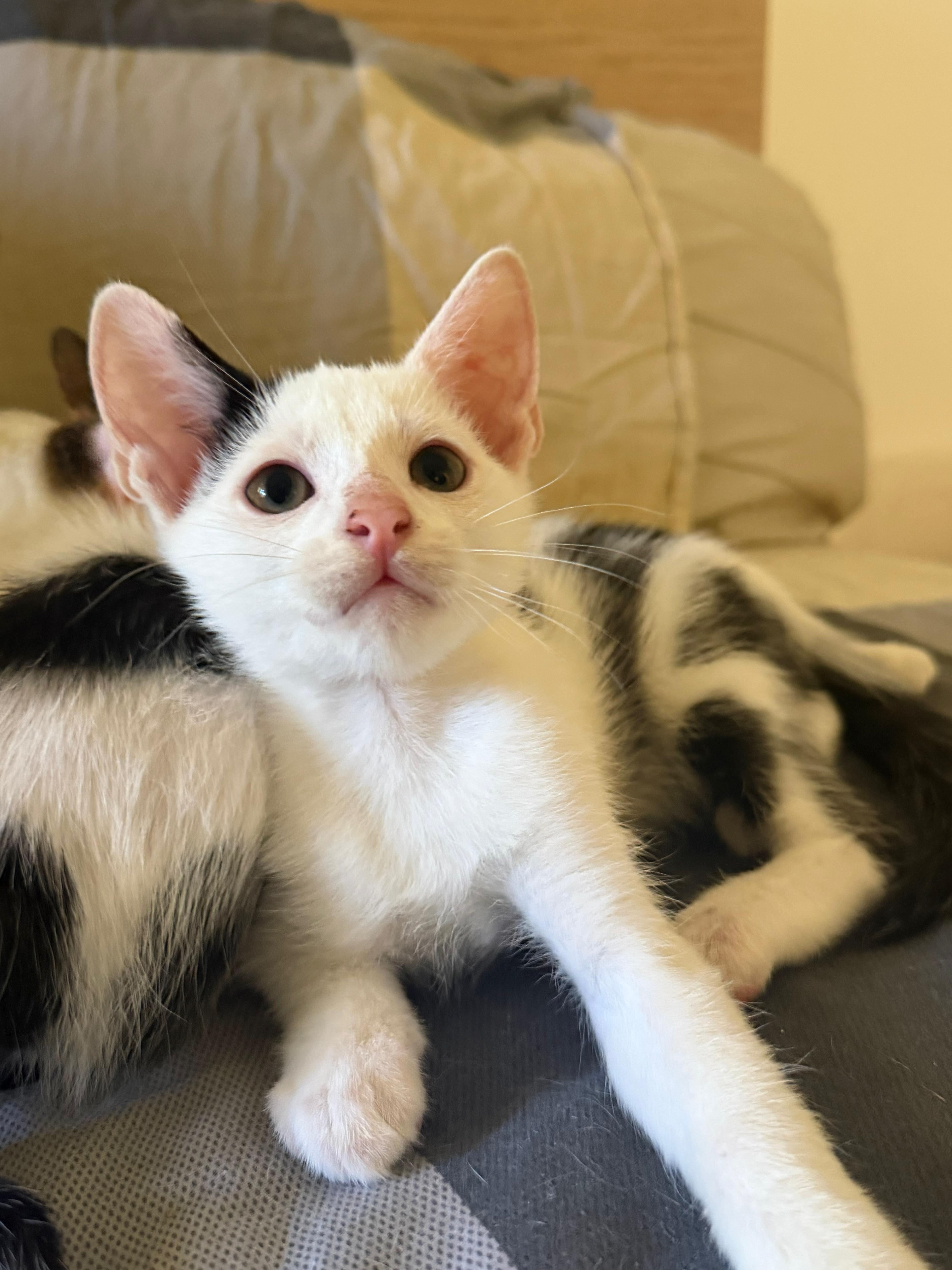 Mochi thumbnail 6