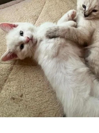 A baby medium-sized male Flame Point Siamese cat named Elvis for adoption in Omaha, NE