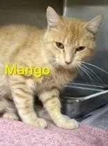 An adult small-sized female Buff / Tan / Fawn Domestic Short Hair cat named Mango for adoption in Moline, IL