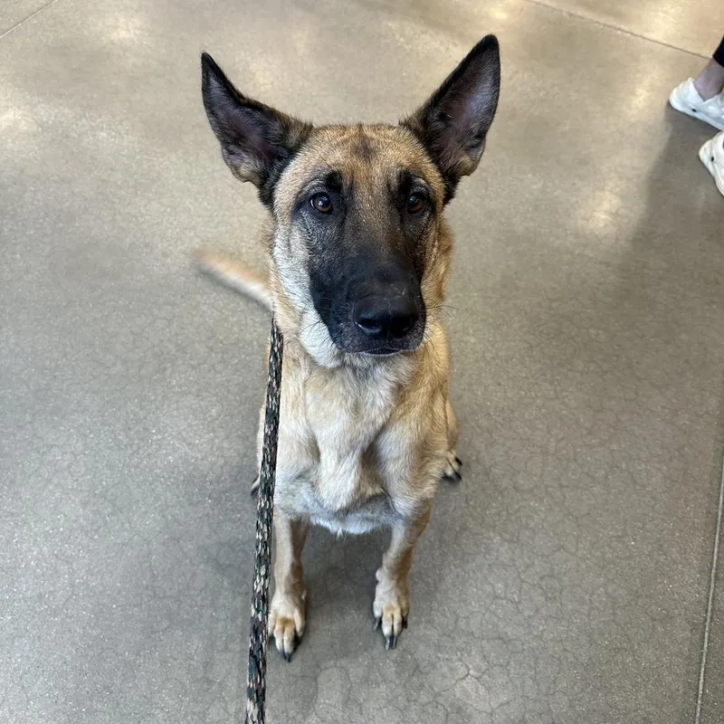 An adult large-sized female Belgian Shepherd / Malinois dog named Athena for adoption in York, PA