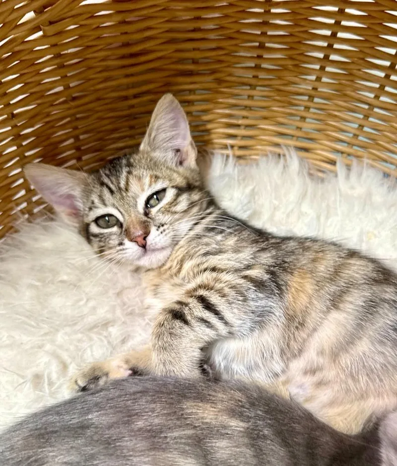 A baby medium-sized female Domestic Short Hair cat named Millie for adoption in Salt Lake City, UT