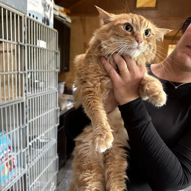 A senior large-sized male Orange / Red Domestic Long Hair cat named Cheetoh for adoption in Deerfield, IL