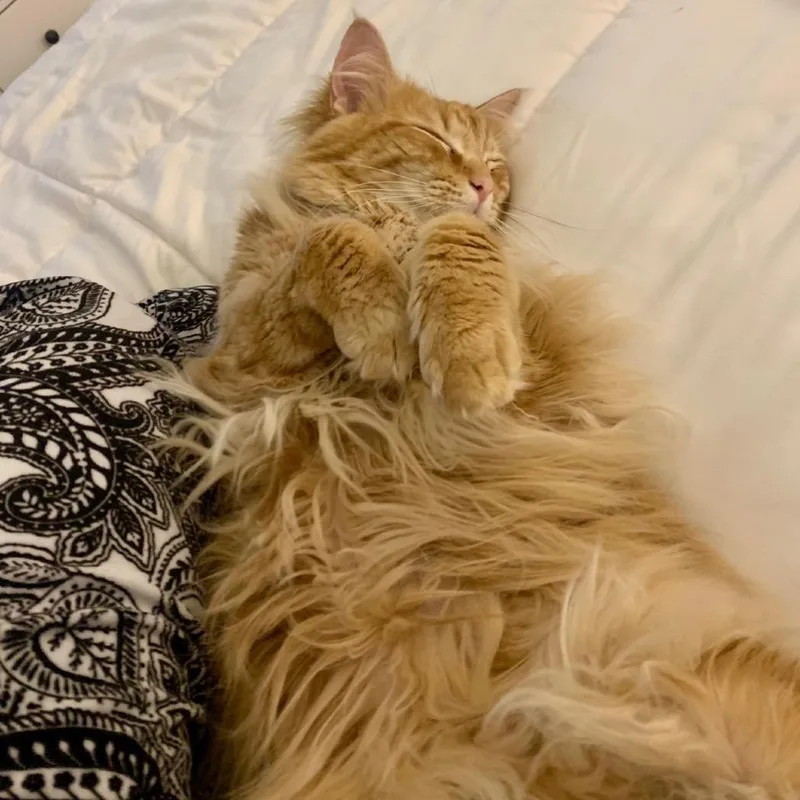 Cheetoh thumbnail 2