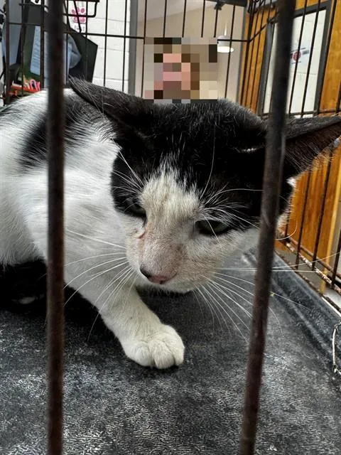 A young medium-sized male Domestic Short Hair cat named James for adoption in Naples, FL