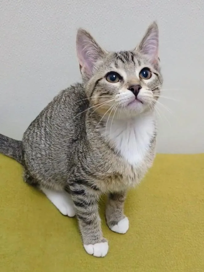 A baby large-sized female Tabby (Gray / Blue / Silver) Domestic Short Hair cat named Maude for adoption in Springfield, IL