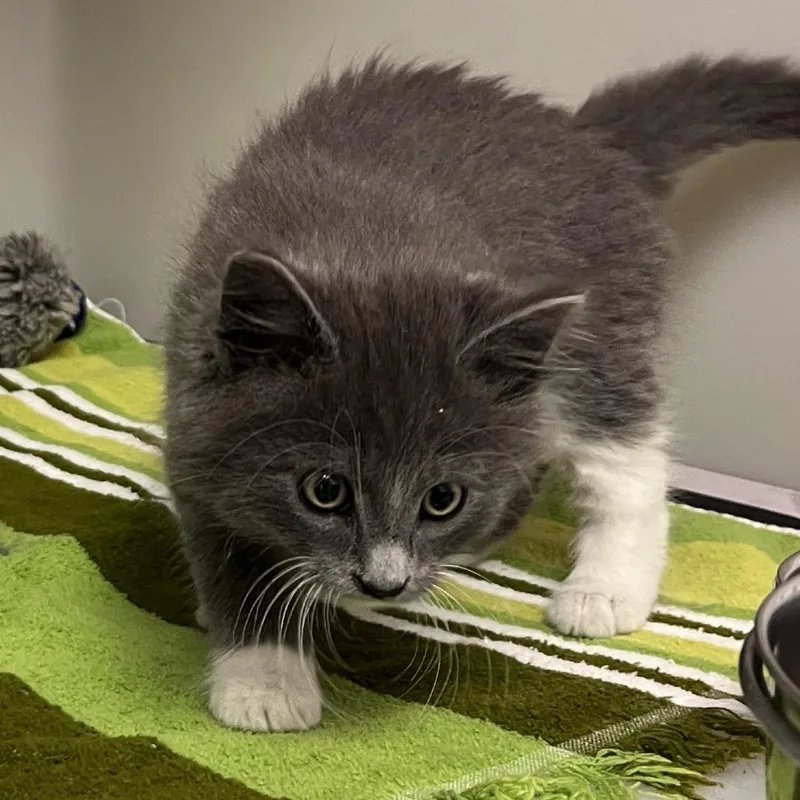 A baby small-sized male Gray / Blue / Silver Domestic Medium Hair cat named 71113 for adoption in Harrisonburg, VA