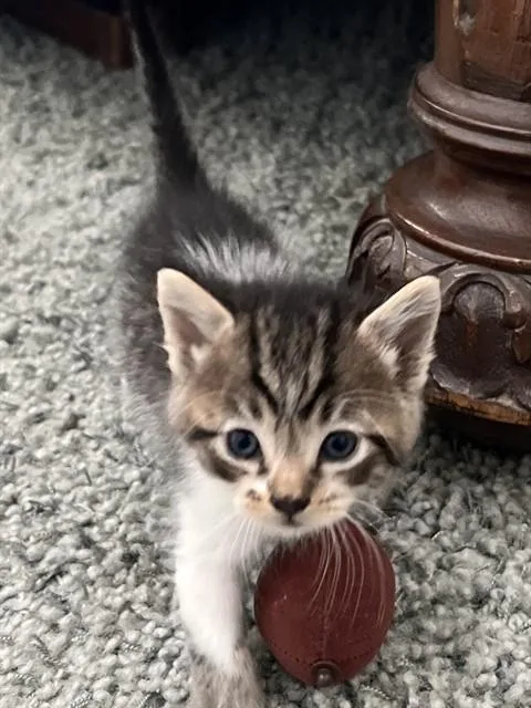 Duke