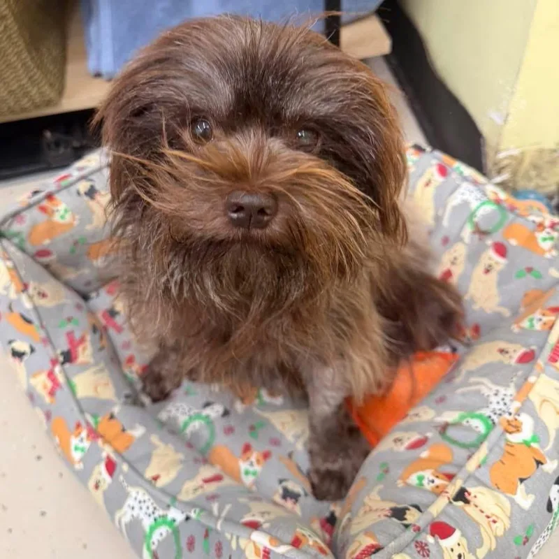 An adult small-sized female Shih Tzu dog named Alma for adoption in Pawleys Island, SC