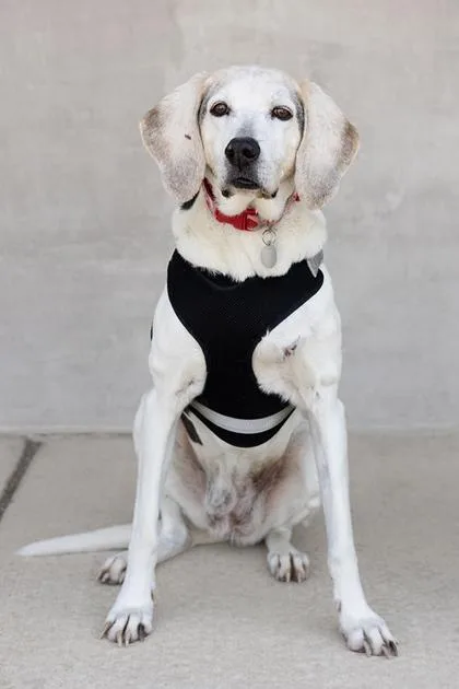 A senior large-sized female Mixed Breed dog named Dolly for adoption in Longmont, CO