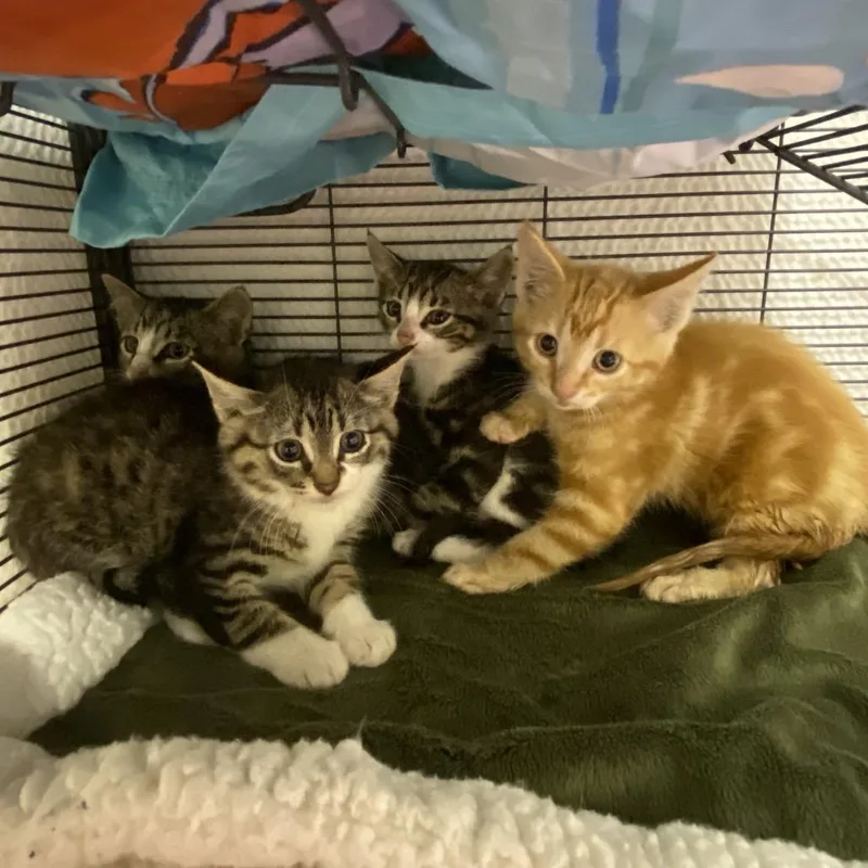 A baby small-sized male Orange / Red Domestic Short Hair cat named Osmond for adoption in Norfolk, NE