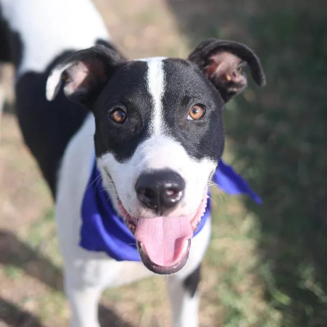 A young medium-sized male Pointer dog named Sugar for adoption in San Antonio, TX