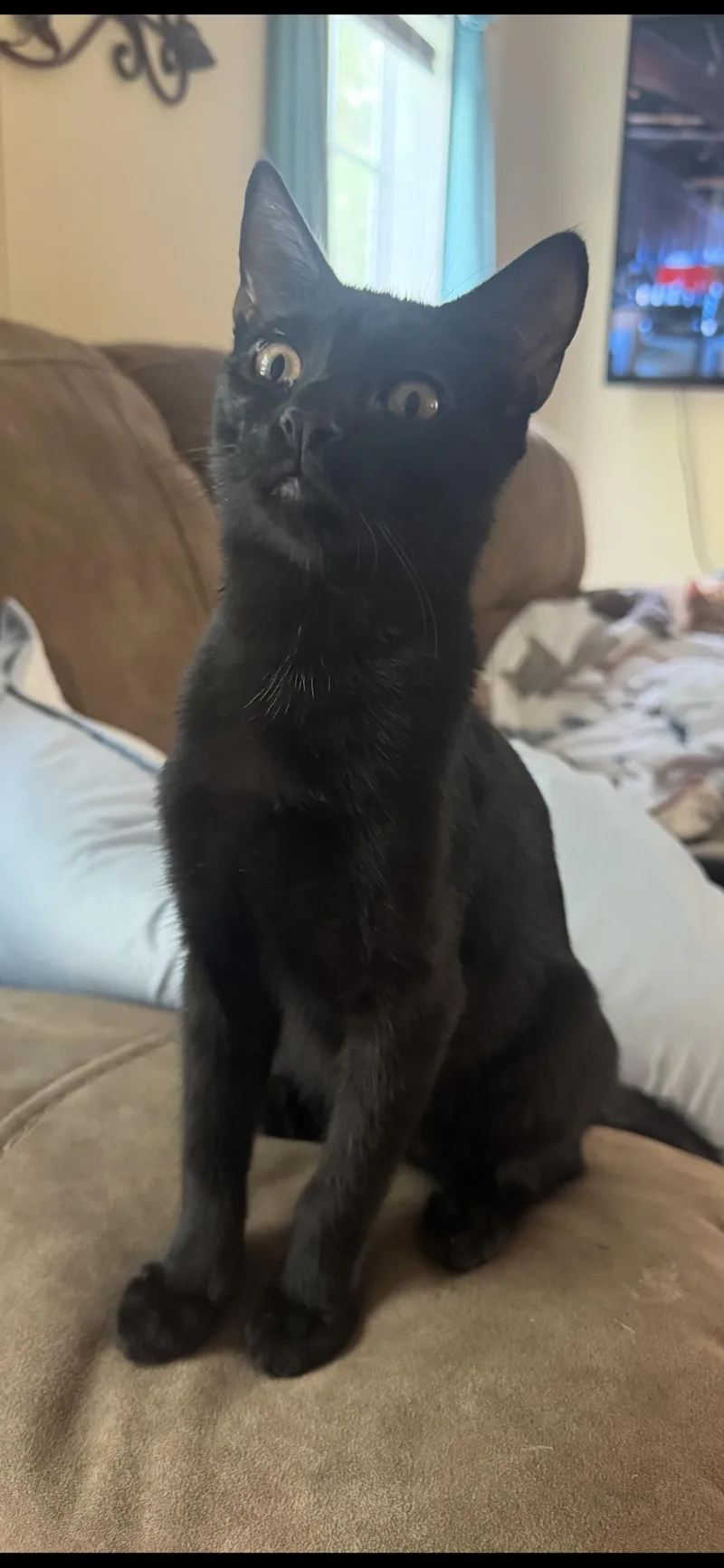 A young small-sized male Domestic Short Hair cat named Spooky spooks Itty Halloweenie for adoption in CRYSTAL RIVER, FL
