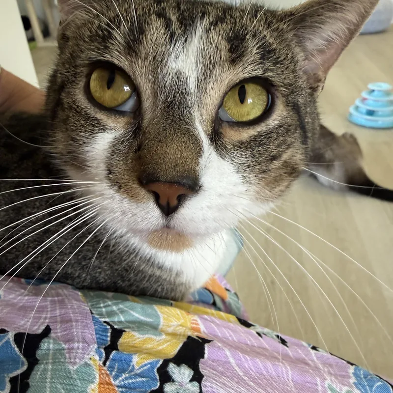 A young medium-sized male White Domestic Short Hair cat named Chip for adoption in Branford, CT