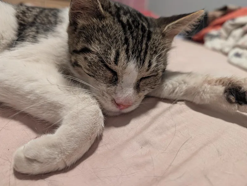 A baby small-sized female Gray & White Domestic Short Hair cat named Layla for adoption in Chicago, IL