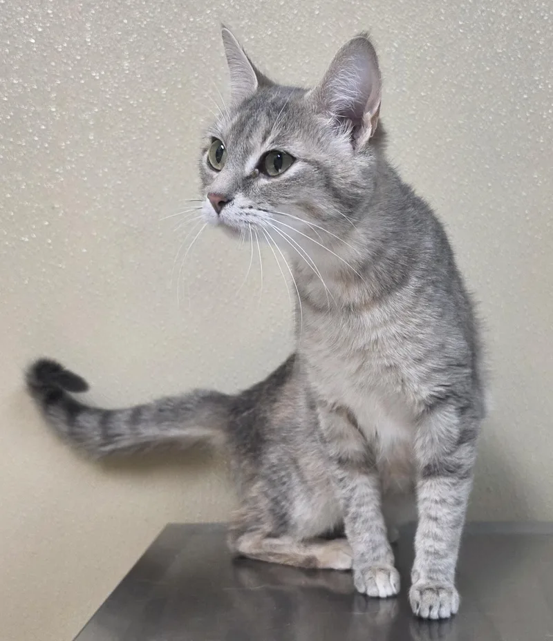 A young medium-sized female Domestic Short Hair cat named Star for adoption in Brainerd, MN