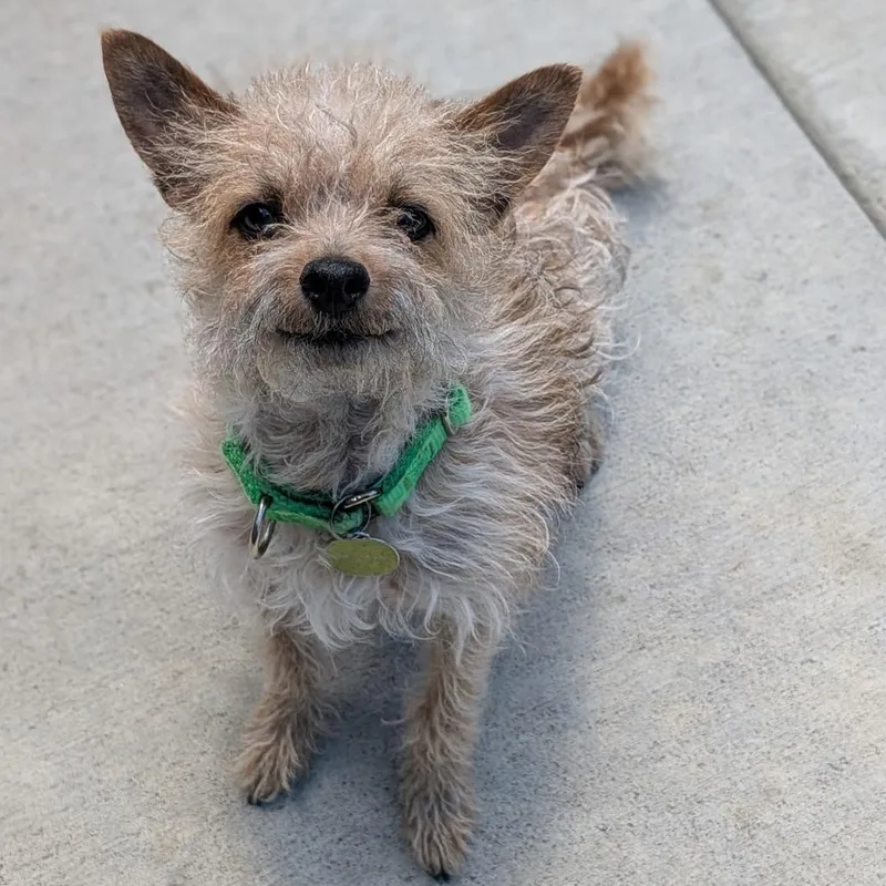 A young small-sized male Yellow / Tan / Blond / Fawn Mixed Breed dog named Cooper for adoption in Hailey, ID