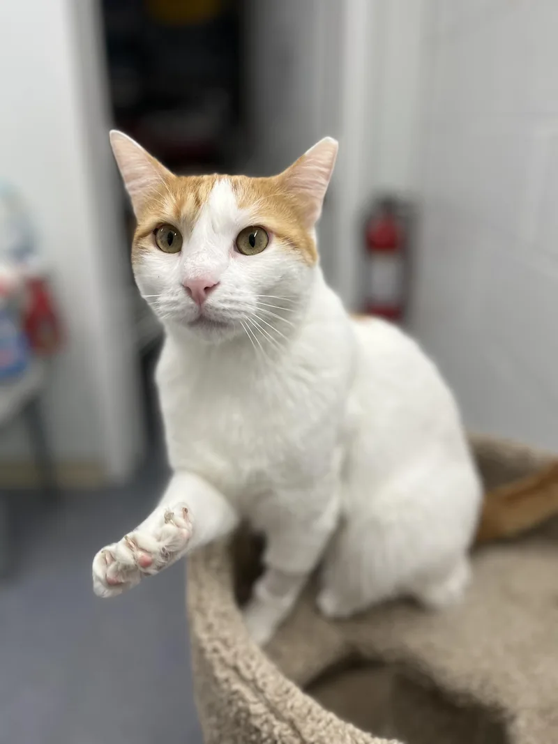 A young medium-sized male White Domestic Short Hair cat named Colby for adoption in Harrison, NY