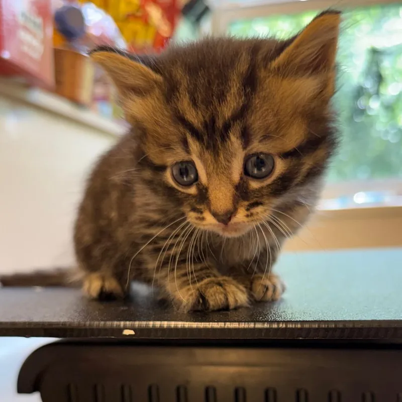 A baby small-sized male Brown / Chocolate Domestic Short Hair cat named Tabasco for adoption in Lake Panasoffkee, FL