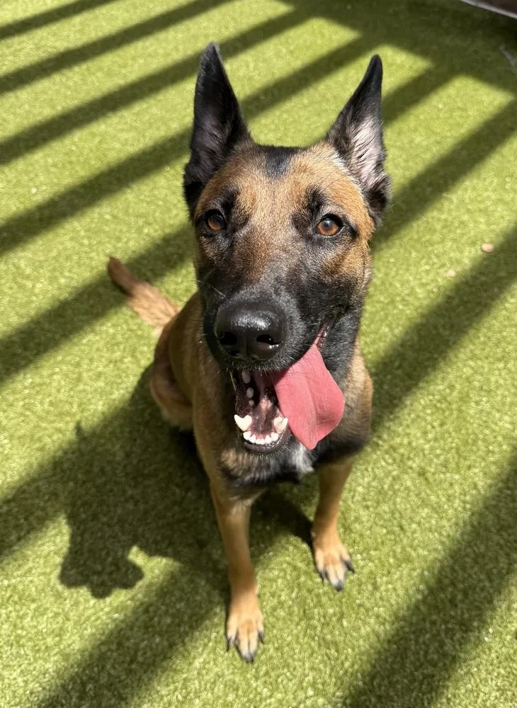 A young medium-sized female Brown / Chocolate Belgian Shepherd / Malinois dog named Storybook Momma To for adoption in Imlay City, MI
