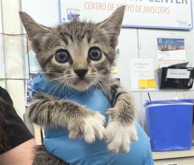 A baby medium-sized female Domestic Short Hair cat named Chips for adoption in Dallas, TX