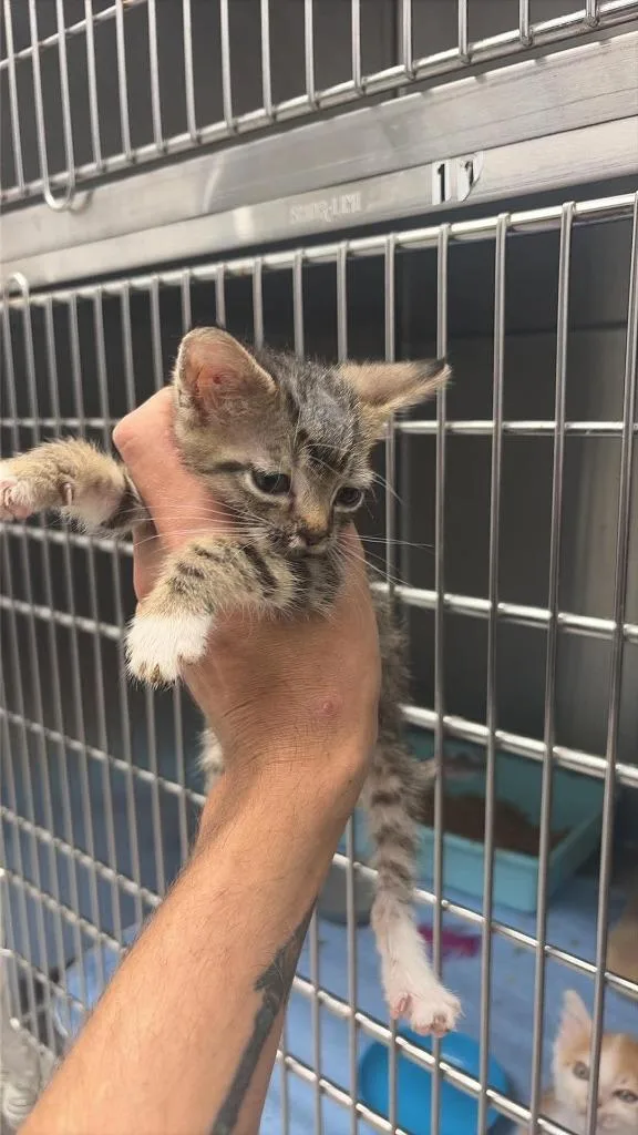 A baby medium-sized male Domestic Short Hair cat named Raff for adoption in Republic, MO