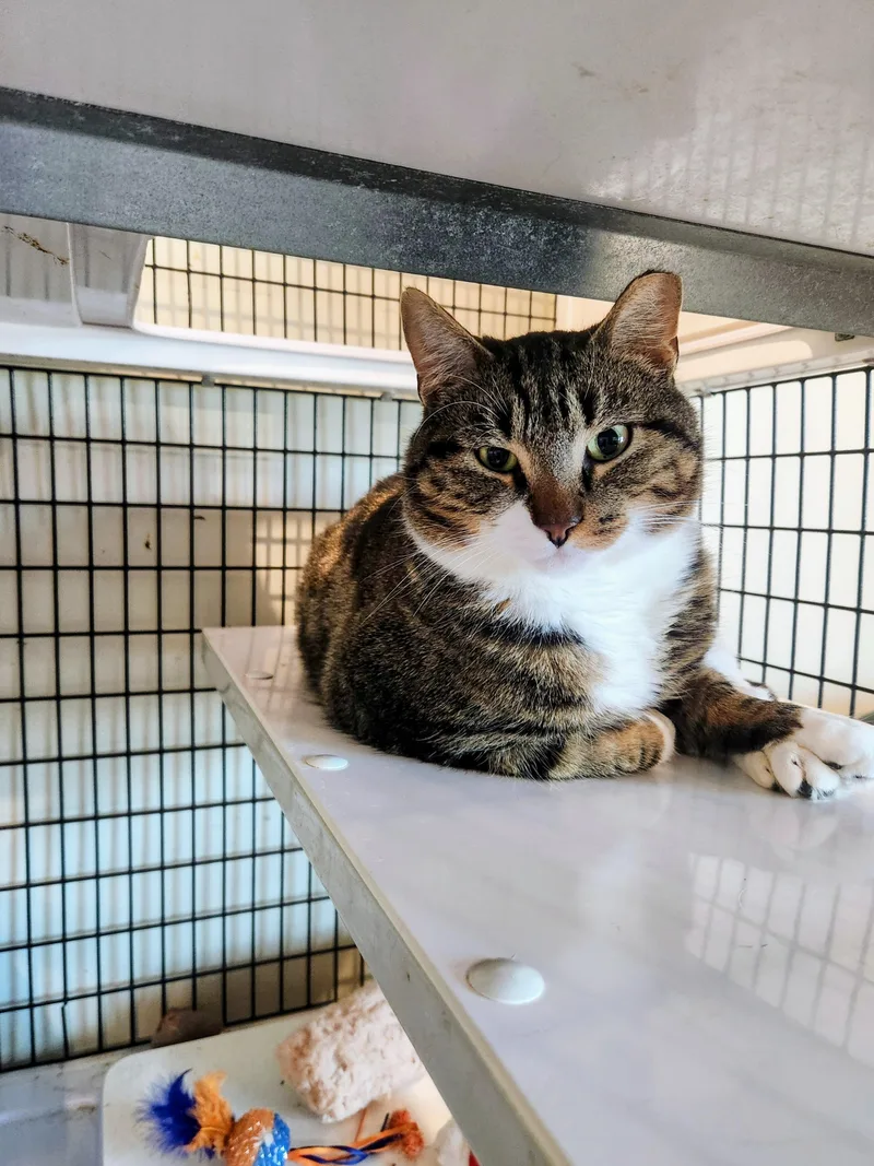 An adult large-sized male Tabby (Gray / Blue / Silver) Domestic Short Hair cat named Nemo for adoption in Swansea, MA