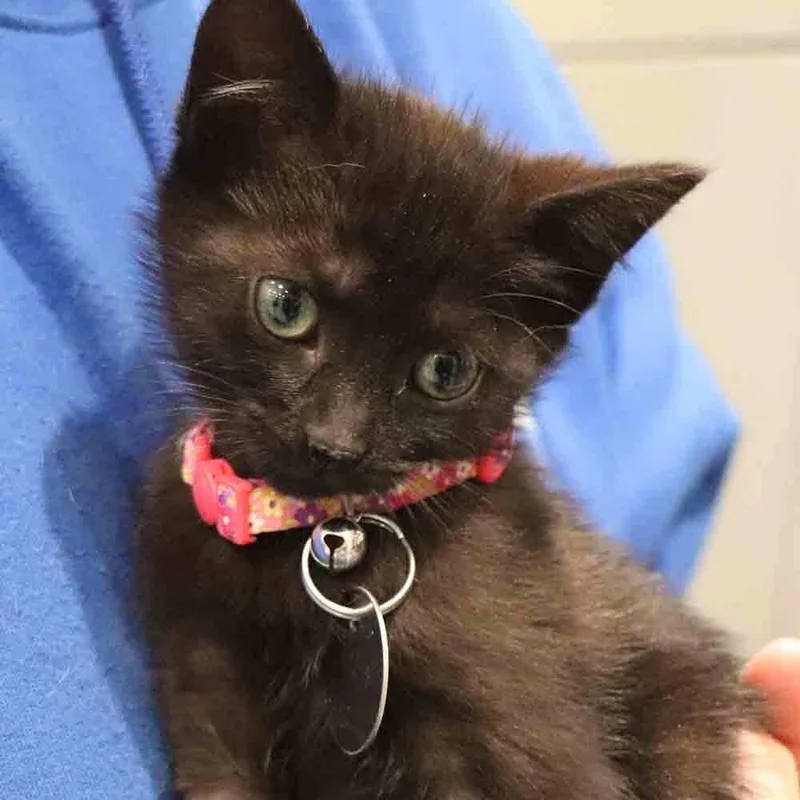 A baby small-sized female Domestic Short Hair cat named Nibbles for adoption in Port Washington, NY