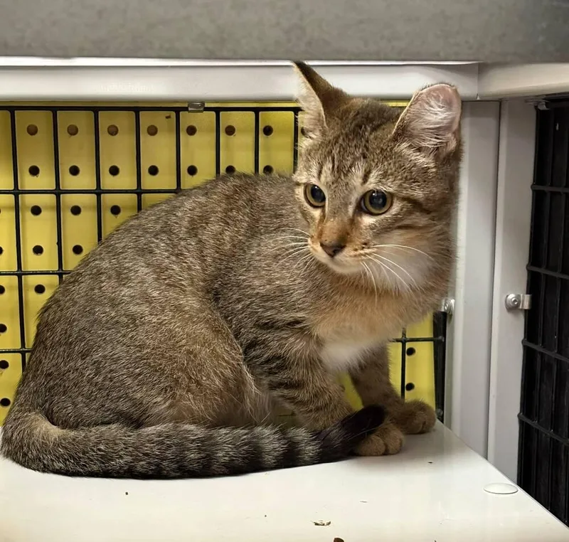 A baby small-sized female Domestic Short Hair cat named Special K for adoption in Orlando, FL