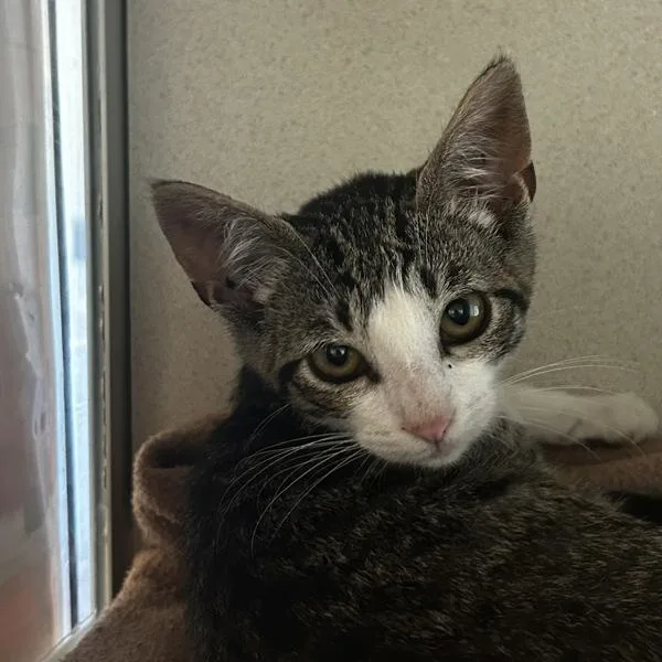 A baby medium-sized male Domestic Short Hair cat named Alamo for adoption in Oakland, CA