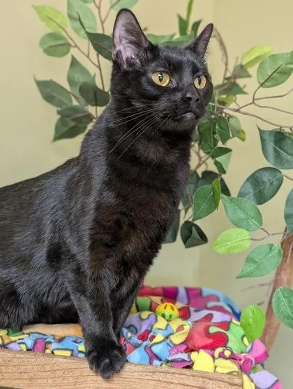 A young medium-sized female Domestic Short Hair cat named Nala for adoption in Hastings, NE