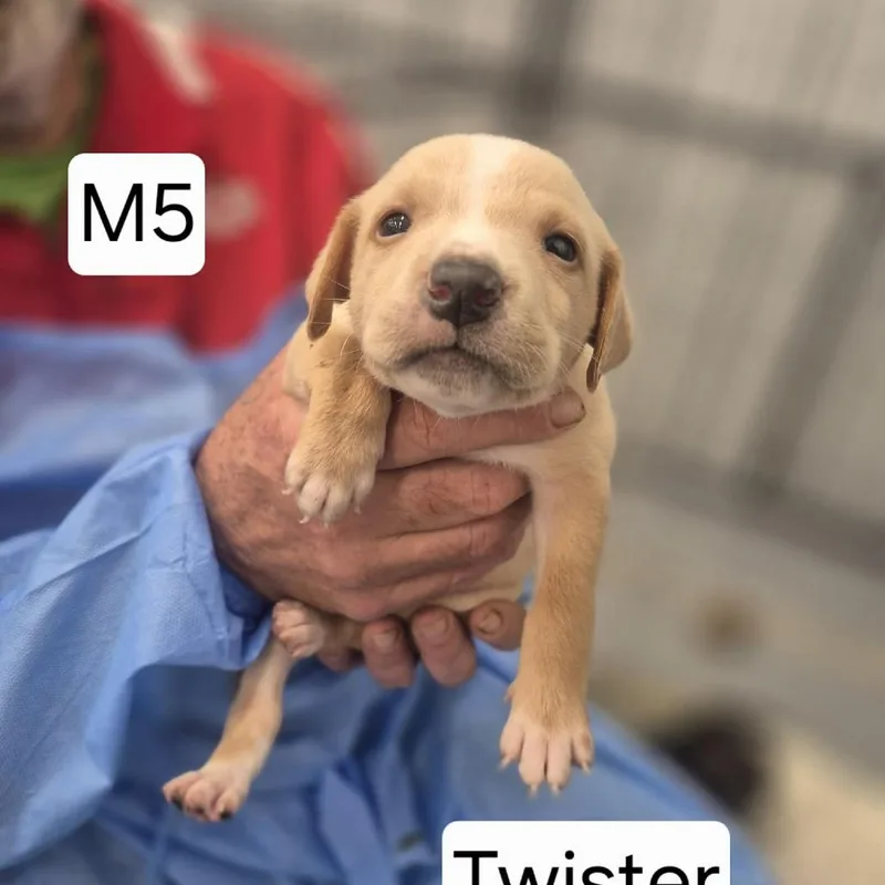 A baby small-sized male Yellow / Tan / Blond / Fawn Mixed Breed dog named Twister for adoption in Dover, AR