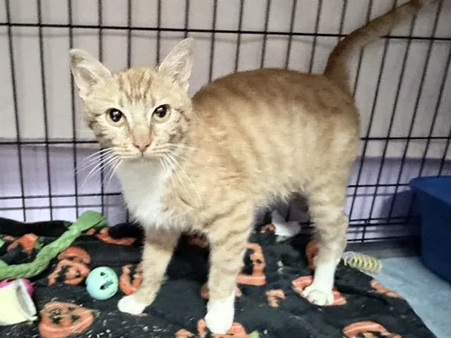 A young medium-sized female Domestic Short Hair cat named Ginny for adoption in Ames, IA