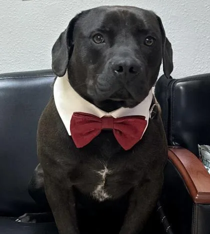 Jimmy Chew thumbnail 3