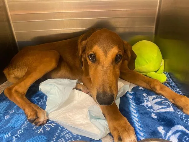 A young small-sized male Doberman Pinscher dog named A for adoption in Tustin, CA