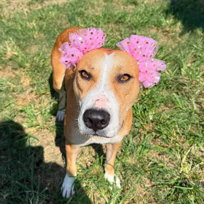 An adult medium-sized female Yellow / Tan / Blond / Fawn American Staffordshire Terrier dog named Himari for adoption in Pittsburgh, PA