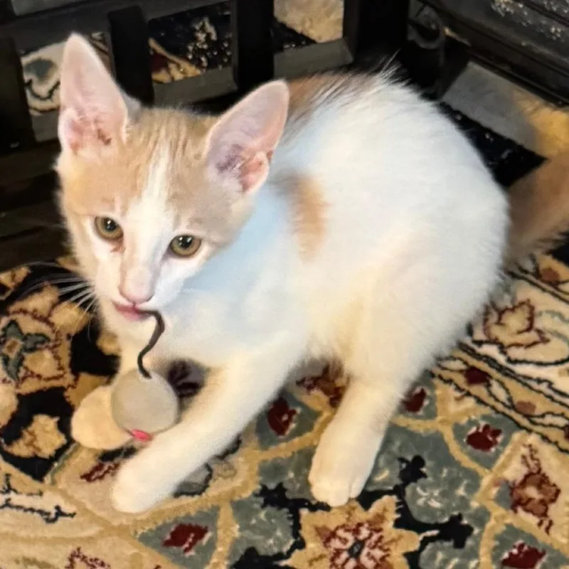 A baby small-sized male Buff / Tan / Fawn Domestic Short Hair cat named Pino for adoption in Santa Rosa, CA