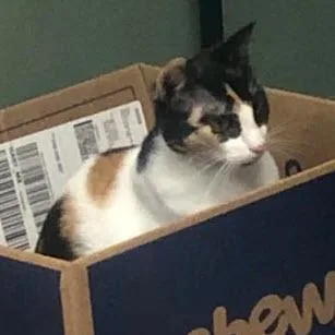An adult medium-sized female Domestic Short Hair cat named Serena Reyes for adoption in Hudson, MA