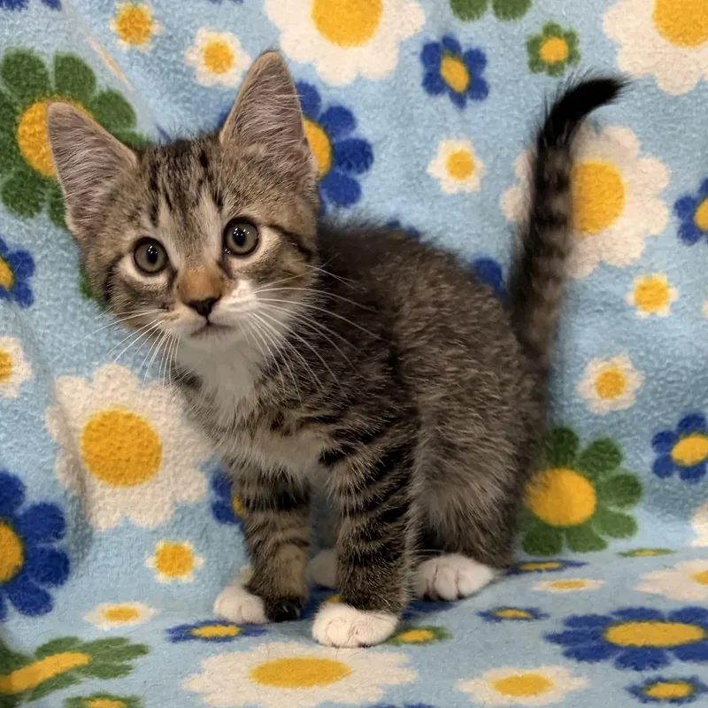 A baby small-sized male Tabby (Buff / Tan / Fawn) Domestic Short Hair cat named Pip for adoption in Bentonville, AR