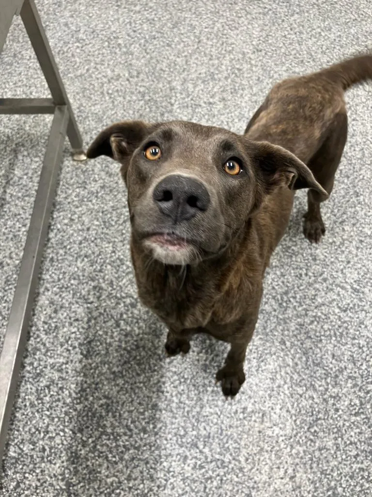 A young medium-sized female Labrador Retriever dog named Pennzoil for adoption in Mustang, OK