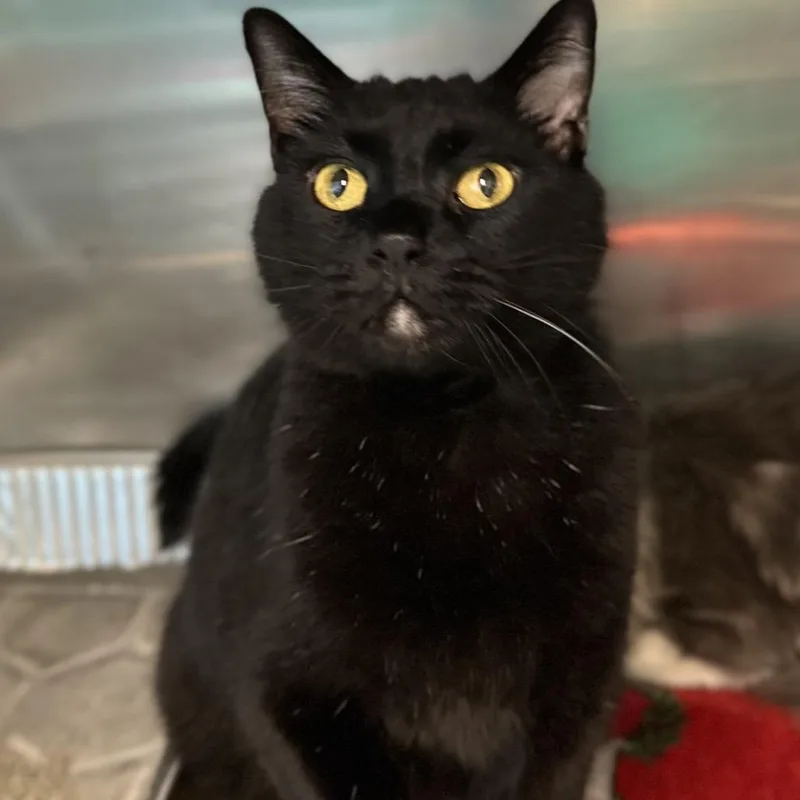 A senior large-sized male Black Domestic Short Hair cat named Arturo for adoption in Matteson, IL