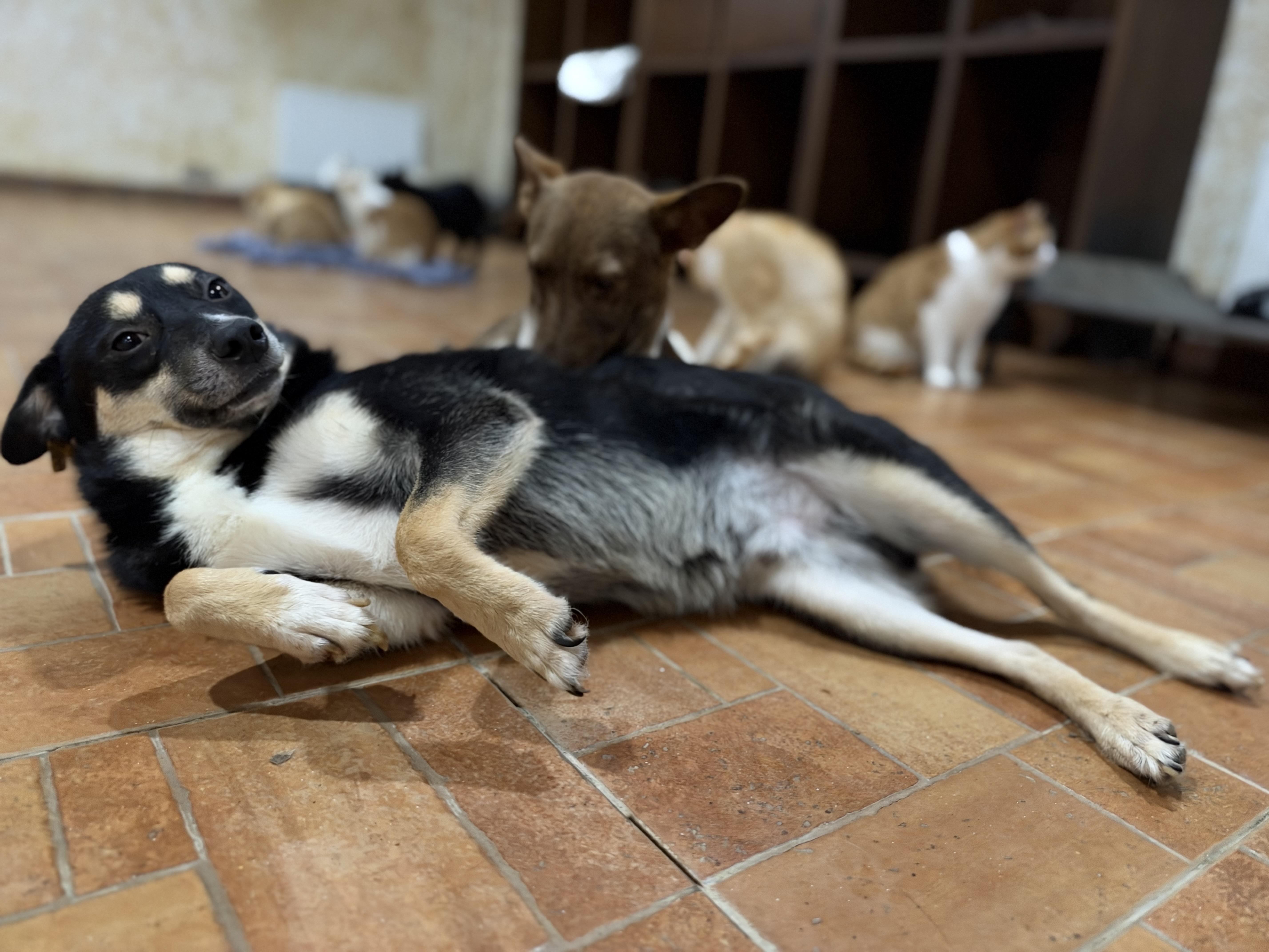 Loki thumbnail 3