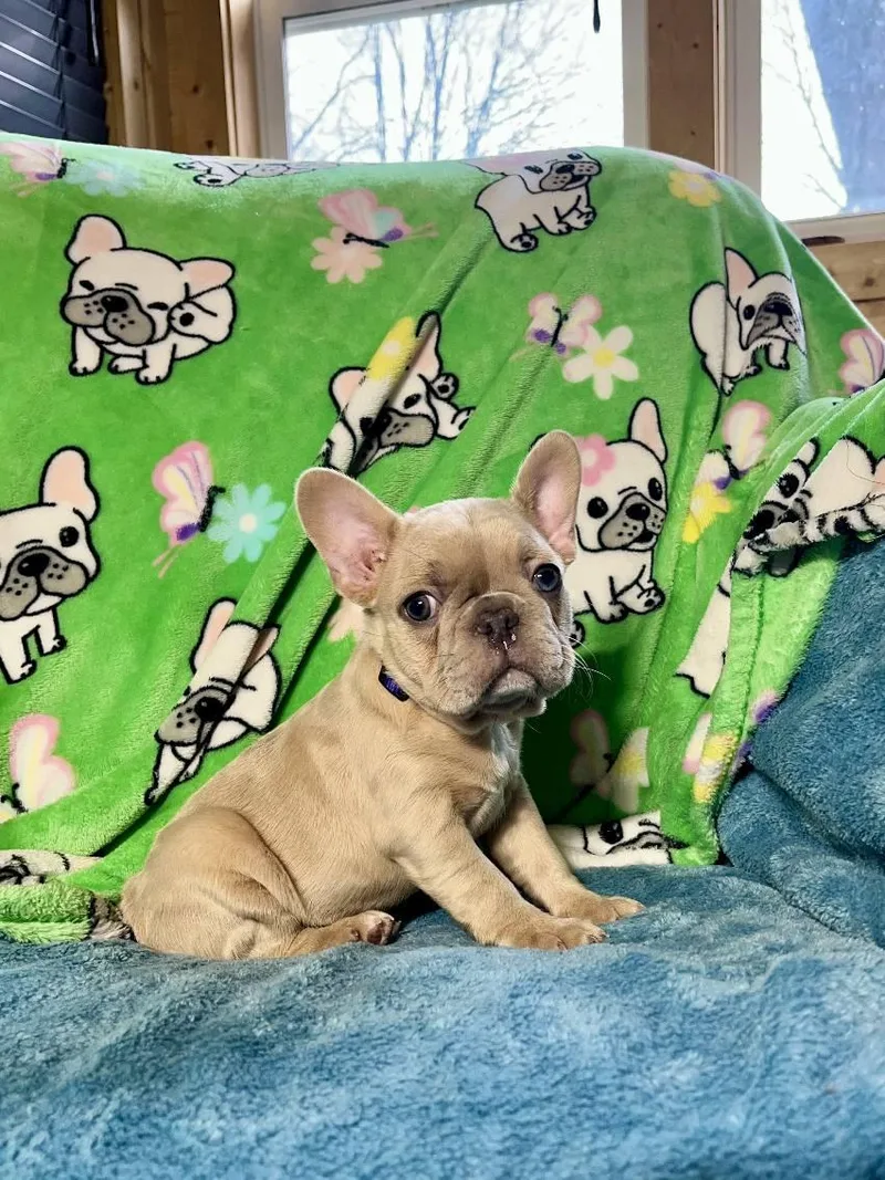 A young small-sized female French Bulldog dog named Clover for adoption in Lakeland, GA