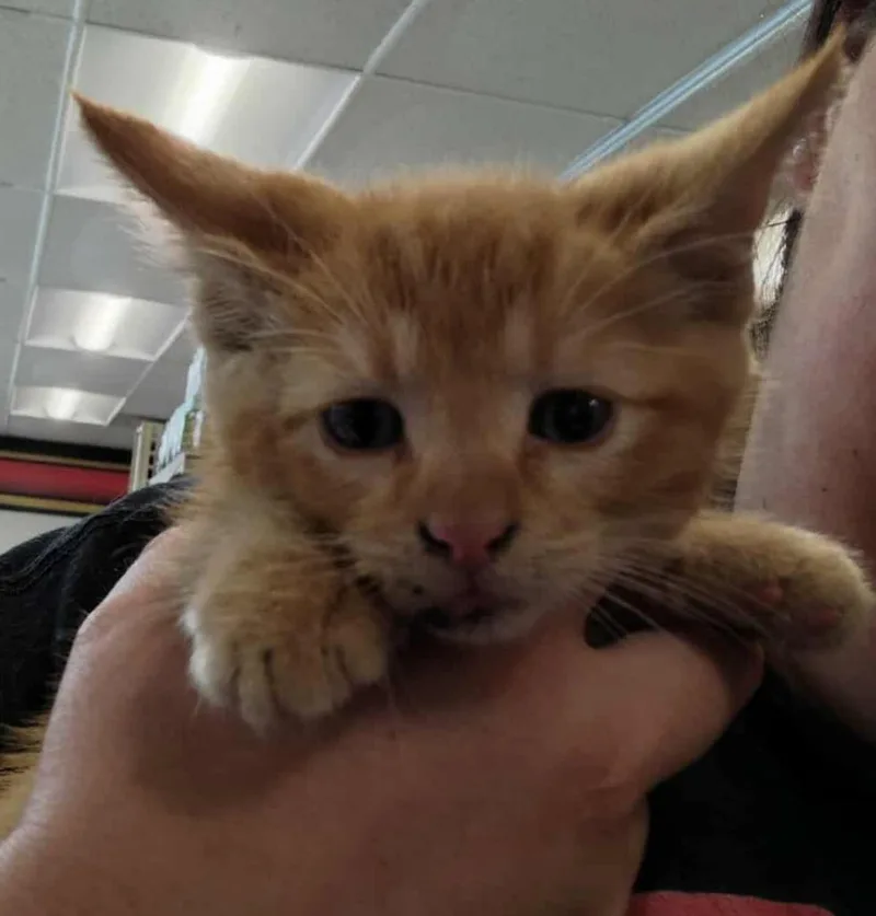 Puttputt thumbnail 2