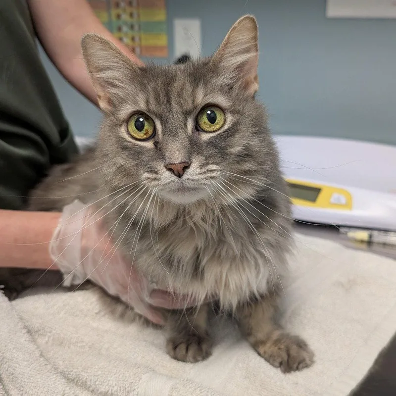 An adult medium-sized female Domestic Long Hair cat named Gertie for adoption in New Castle, DE