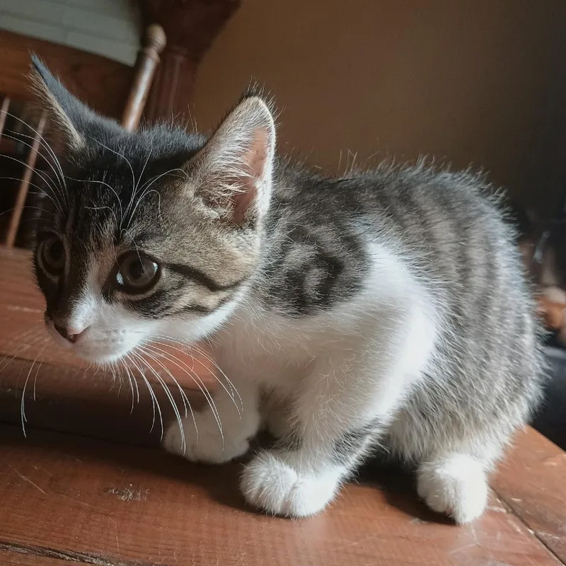 A baby small-sized male Brown / Chocolate Domestic Short Hair cat named Rookie for adoption in Carmel, IN