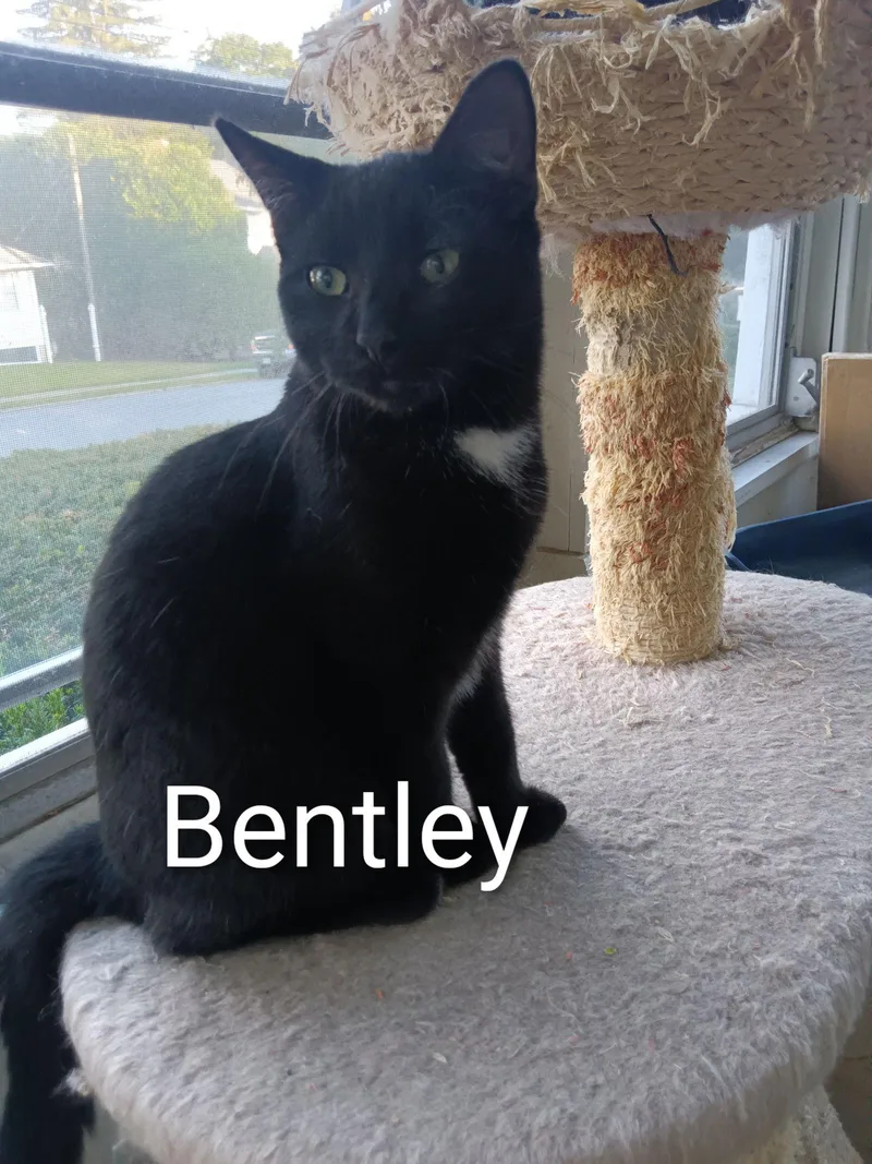 Bentley thumbnail 2